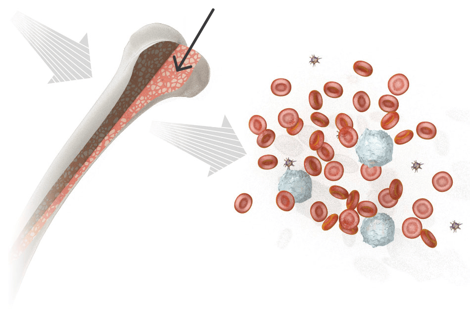 Illustration, bone marrow